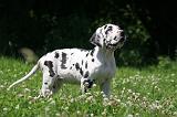DOGUE ALLEMAND 420